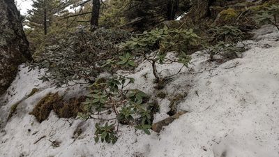 Rhododendron pseudochrysanthum, photographed by Cheng-Te Hsu