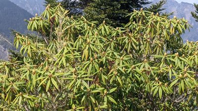 Rhododendron pseudochrysanthum, photographed by Cheng-Te Hsu