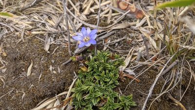 Gentiana arisanensis, photographed by Cheng-Te Hsu