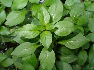 Ludwigia palustris, photographed by Saryu Mae 前 朝琉