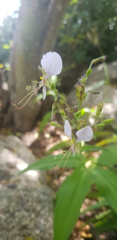 Aneilema dregeanum, photographed by Suvarna Parbhoo Mohan
