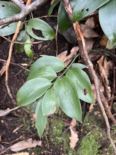 Ruscus streptophyllus, photographed by William Stephens