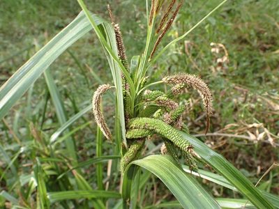Carex geminata, photographed by Saryu Mae 前 朝琉