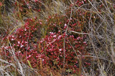 Penaea acuta, photographed by Tony Rebelo