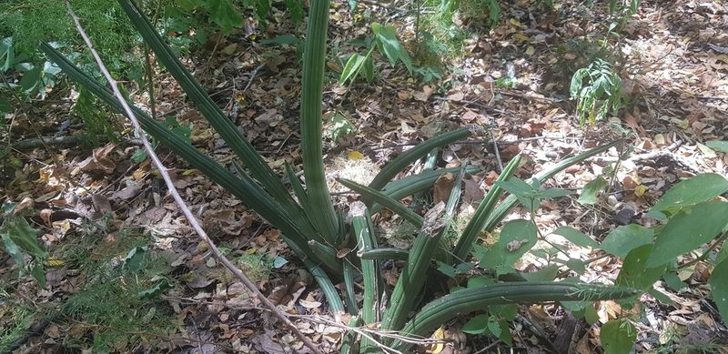 Dracaena pearsonii, photographed by Suvarna Parbhoo Mohan