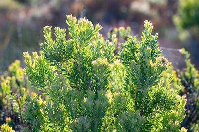 Leucadendron linifolium, photographed by magriet b