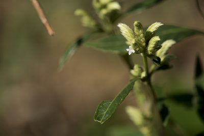 Lepidagathis formosensis, photographed by Licheng Shih
