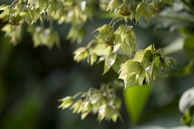 Trichodesma calycosum, photographed by Licheng Shih