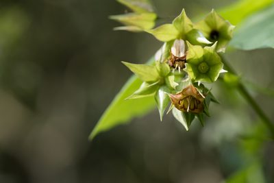 Trichodesma calycosum, photographed by Licheng Shih