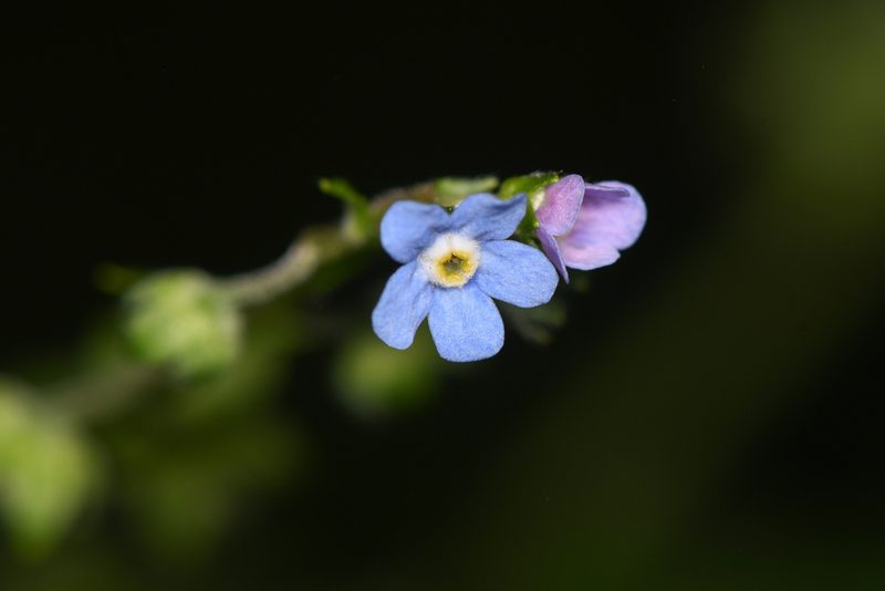 Hackelia mexicana, photographed by Trevor Van Loon
