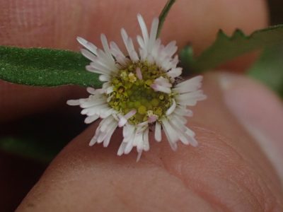 Erigeron maxonii, photographed by Trevor Van Loon