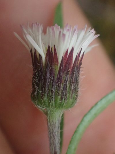 Erigeron maxonii, photographed by Trevor Van Loon