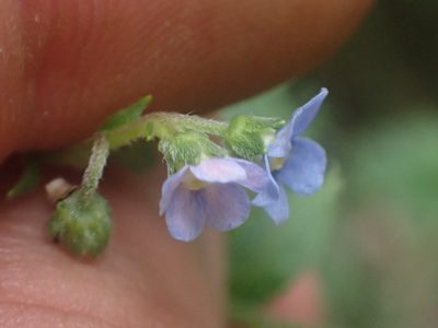 Hackelia mexicana, photographed by Trevor Van Loon