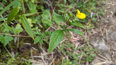Calceolaria irazuensis, photographed by Trevor Van Loon