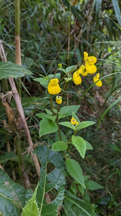 Calceolaria irazuensis, photographed by Trevor Van Loon
