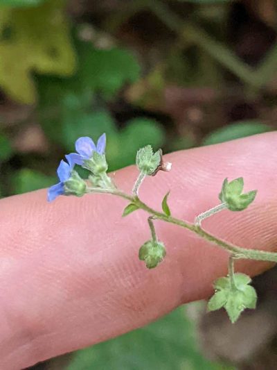 Hackelia mexicana, photographed by Trevor Van Loon