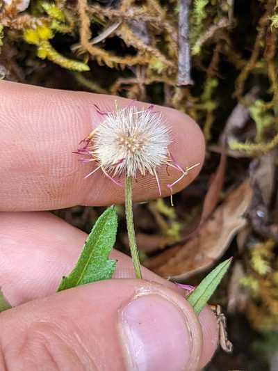 Erigeron maxonii, photographed by Trevor Van Loon