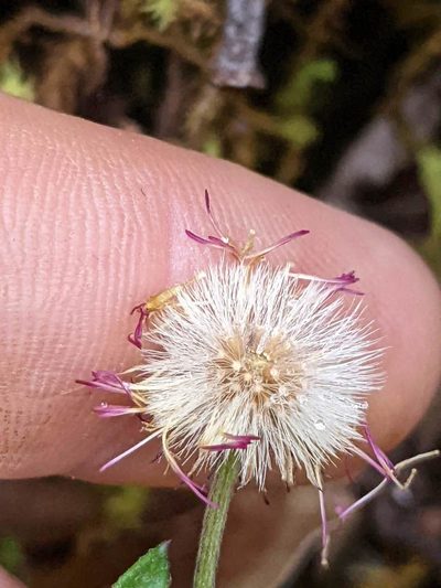 Erigeron maxonii, photographed by Trevor Van Loon