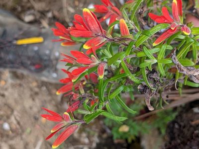 Castilleja quirosii, photographed by Trevor Van Loon
