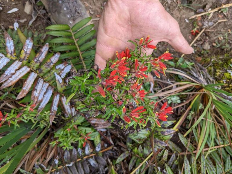 Castilleja quirosii, photographed by Trevor Van Loon