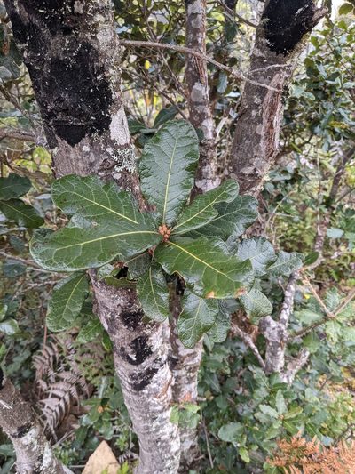 Quercus costaricensis, photographed by Trevor Van Loon