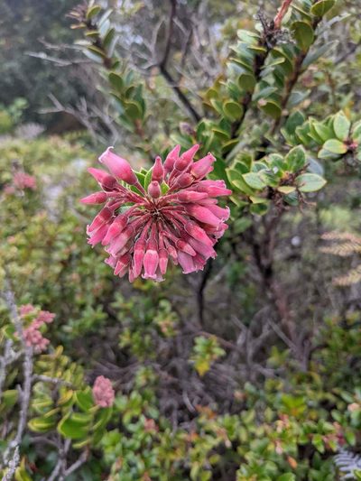 Vaccinium talamancense, photographed by Trevor Van Loon