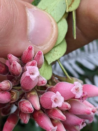 Vaccinium talamancense, photographed by Trevor Van Loon