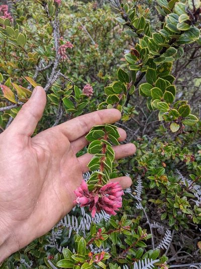 Vaccinium talamancense, photographed by Trevor Van Loon