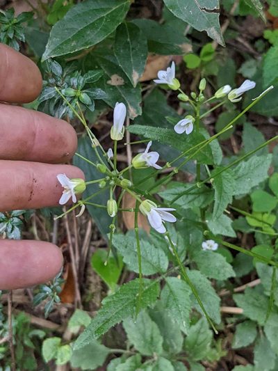 Cardamine fulcrata, photographed by Trevor Van Loon