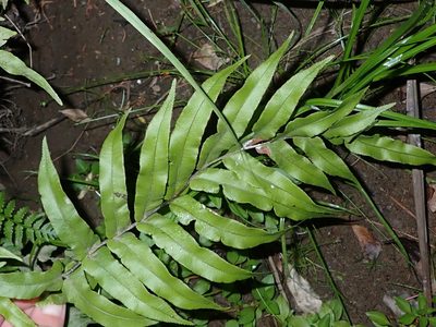 Parablechnum novae-zelandiae, photographed by Saryu Mae 前 朝琉