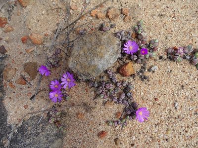 Braunsia maximiliani, photographed by Peter Warren