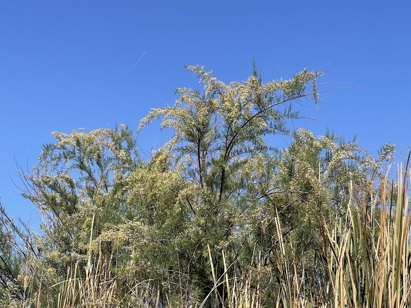 Tamarix chinensis, photographed by CK2AZ