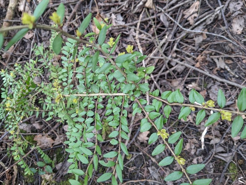 Lonicera ligustrina, photographed by thulahn
