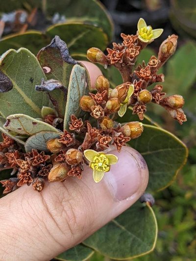 Persea obtusifolia, photographed by Trevor Van Loon