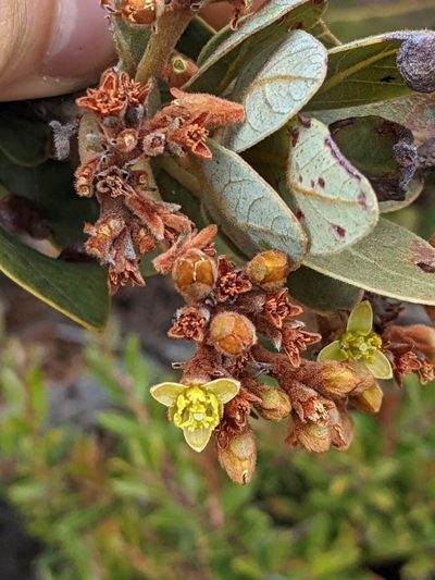 Persea obtusifolia, photographed by Trevor Van Loon