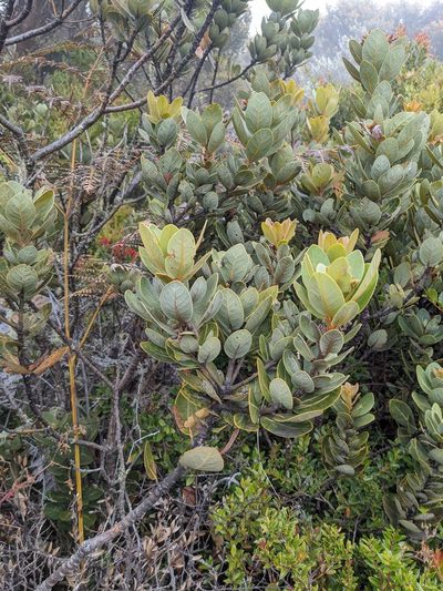 Persea obtusifolia, photographed by Trevor Van Loon