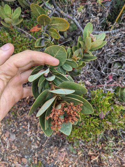 Persea obtusifolia, photographed by Trevor Van Loon