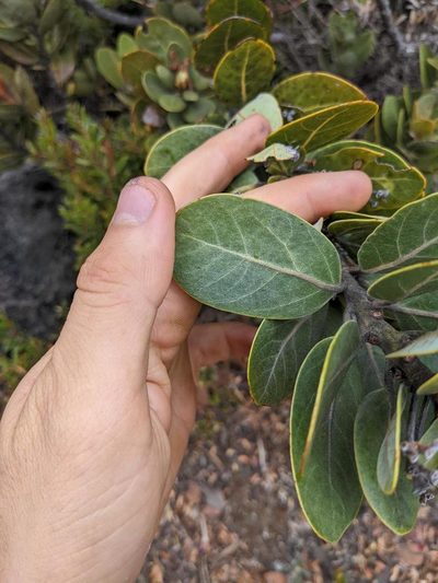 Persea obtusifolia, photographed by Trevor Van Loon