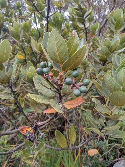 Persea obtusifolia, photographed by Trevor Van Loon