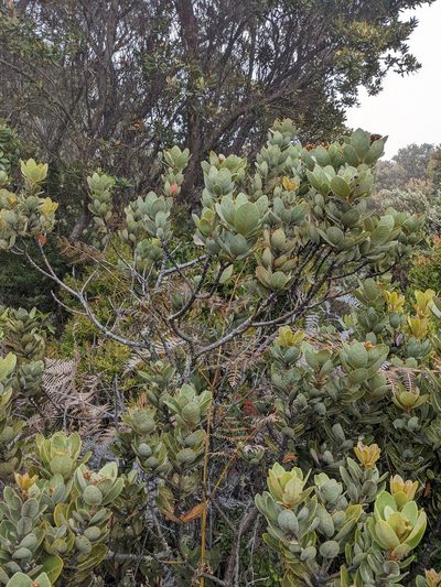 Persea obtusifolia, photographed by Trevor Van Loon