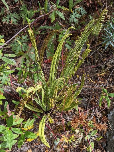 Asplenium monanthes, photographed by Trevor Van Loon