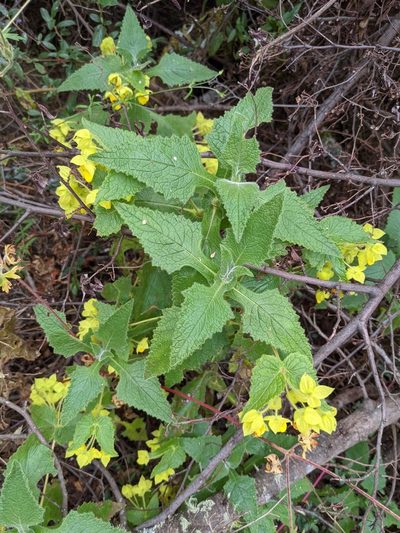Calceolaria perfoliata, photographed by Trevor Van Loon