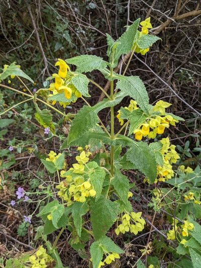 Calceolaria perfoliata, photographed by Trevor Van Loon