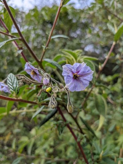 Solanum taeniotrichum, photographed by Trevor Van Loon