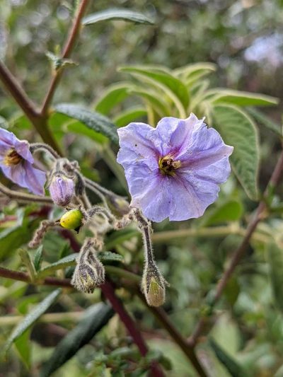 Solanum taeniotrichum, photographed by Trevor Van Loon