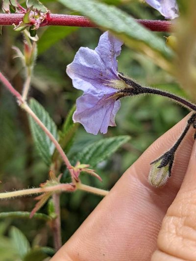 Solanum taeniotrichum, photographed by Trevor Van Loon
