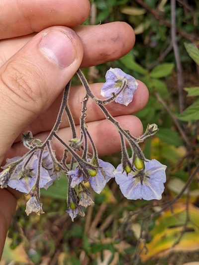Solanum taeniotrichum, photographed by Trevor Van Loon
