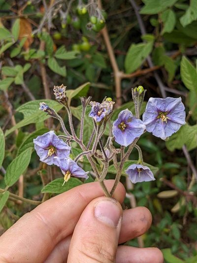 Solanum taeniotrichum, photographed by Trevor Van Loon