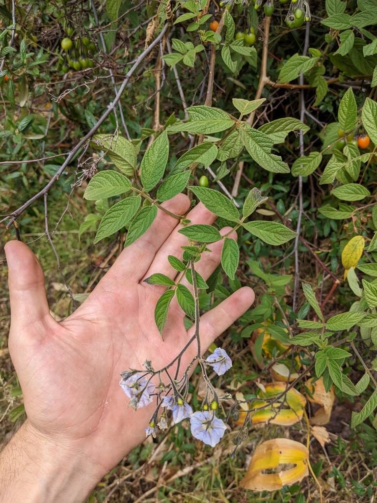 Solanum taeniotrichum, photographed by Trevor Van Loon