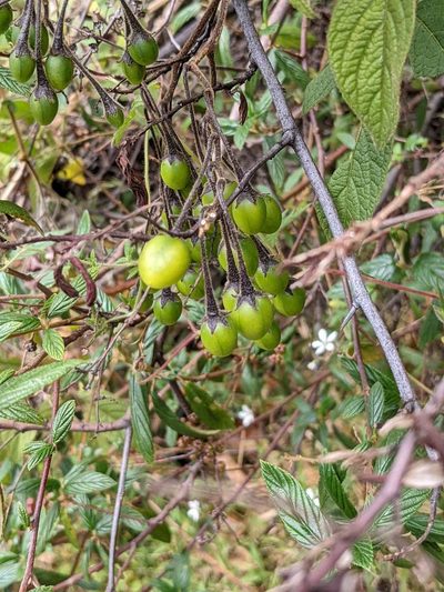Solanum taeniotrichum, photographed by Trevor Van Loon